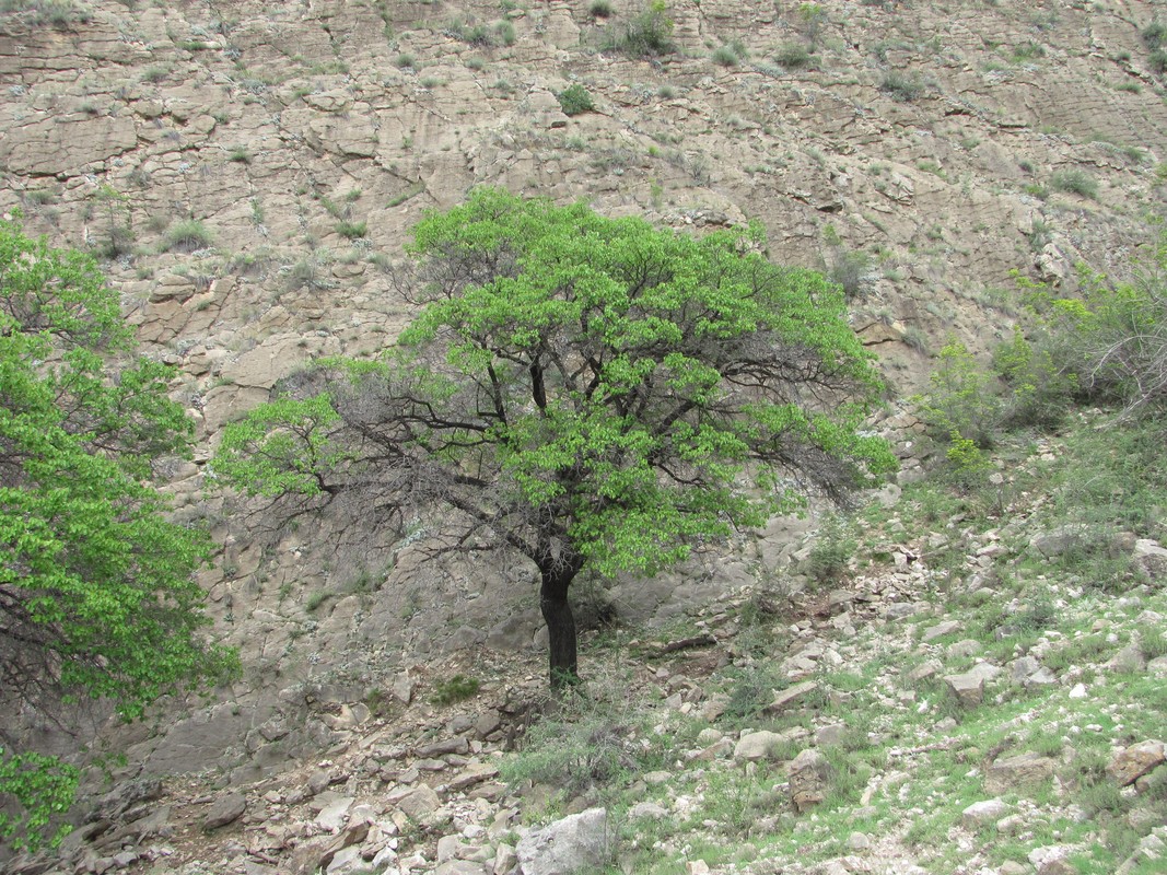 Изображение особи Armeniaca vulgaris.