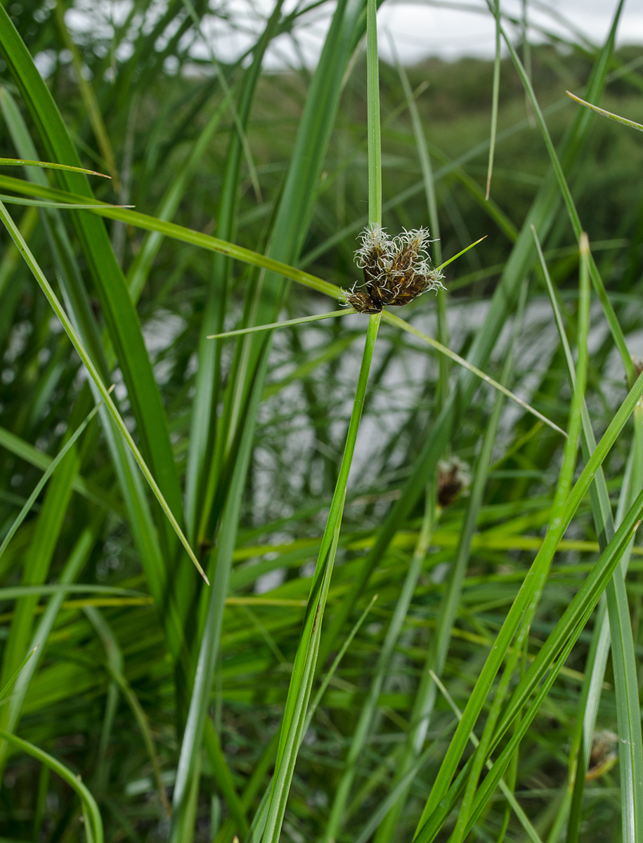 Image of genus Bolboschoenus specimen.