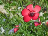 Linum grandiflorum. Цветок (`Красивое лето`). Марий Эл, г. Йошкар-Ола, Ботанический сад-институт. 15.08.2019.