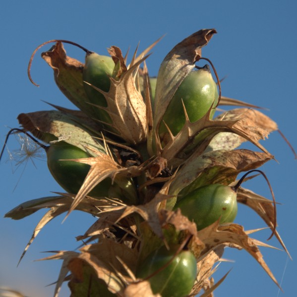 Image of Acanthus spinosus specimen.