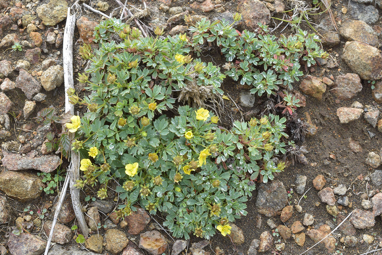 Изображение особи Potentilla miyabei.