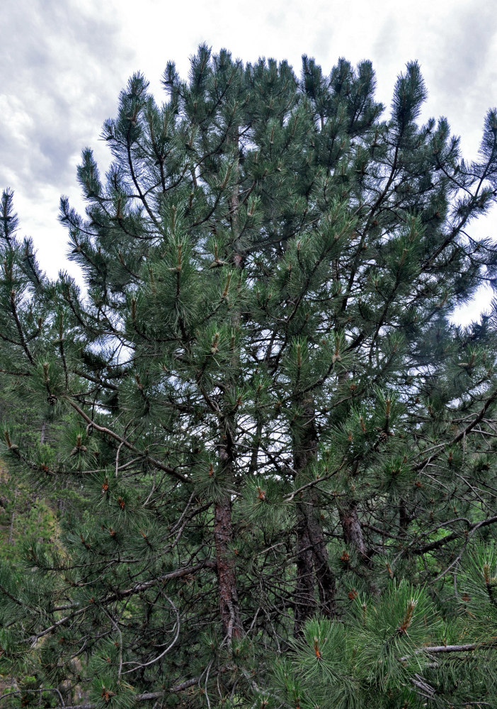 Image of genus Pinus specimen.