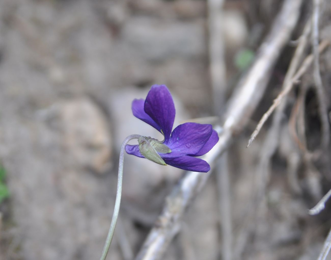 Изображение особи род Viola.