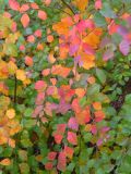 Spiraea &times; vanhouttei