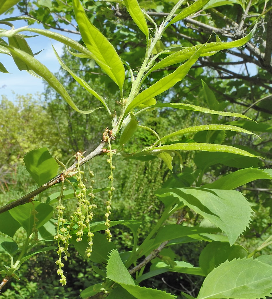 Изображение особи Quercus imbricaria.