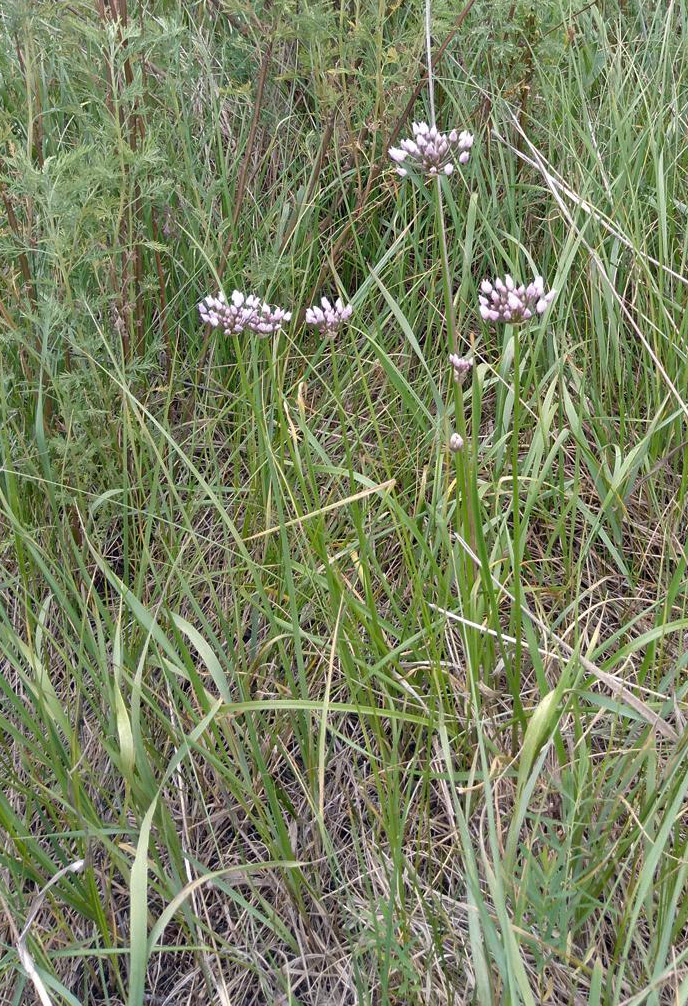 Image of genus Allium specimen.