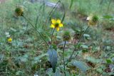 Geum aleppicum