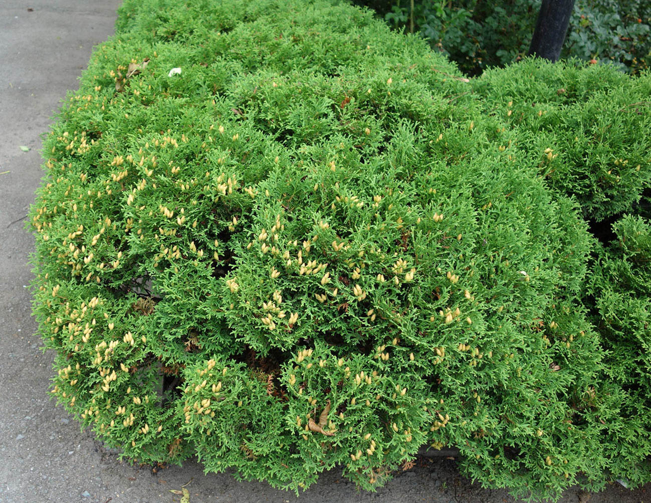 Image of Thuja occidentalis specimen.