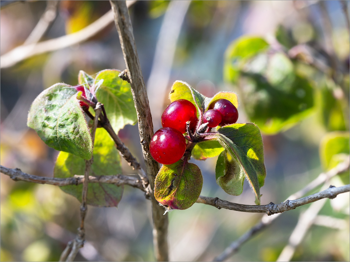 Изображение особи Lonicera xylosteum.