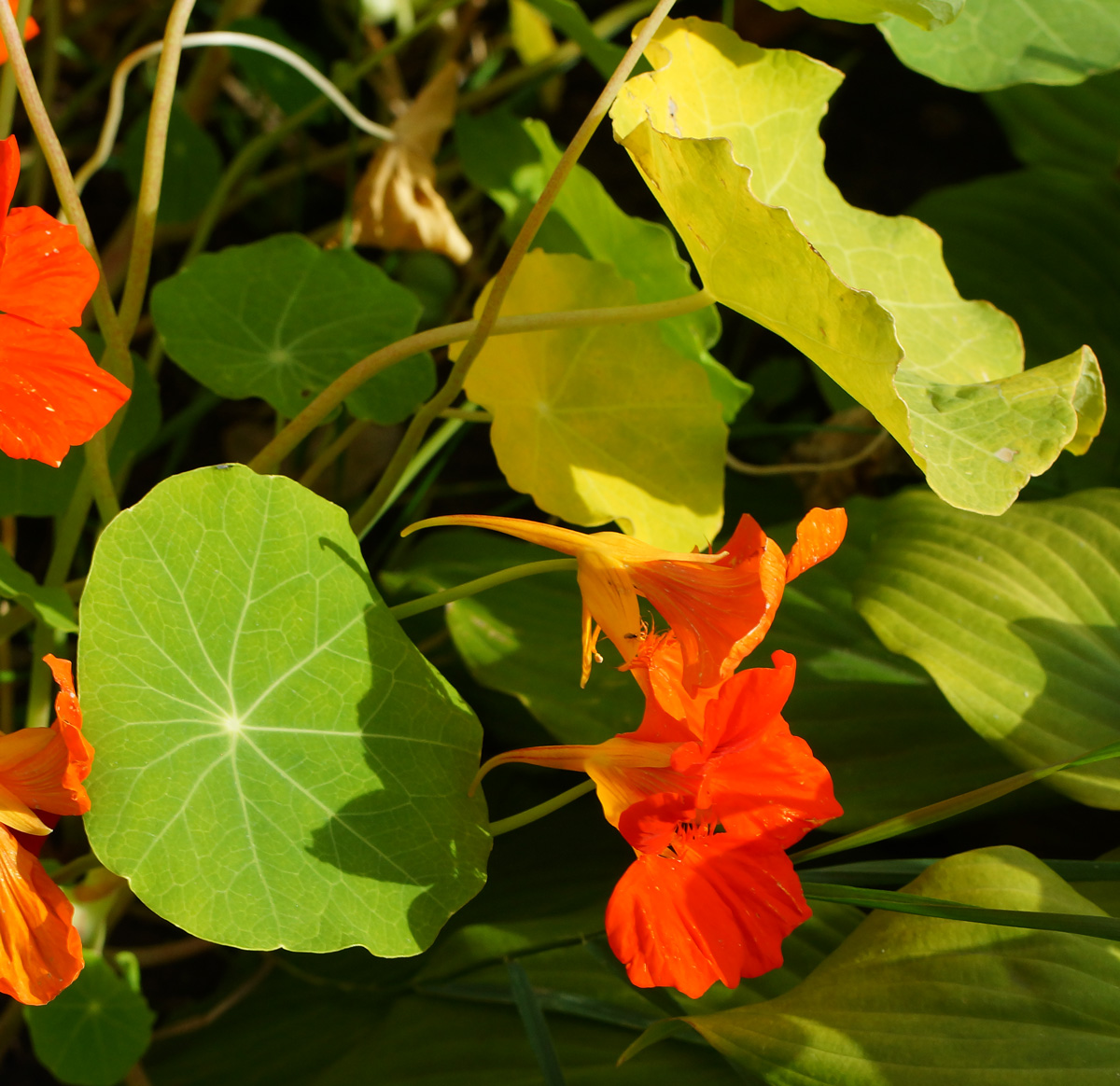 Изображение особи Tropaeolum majus.