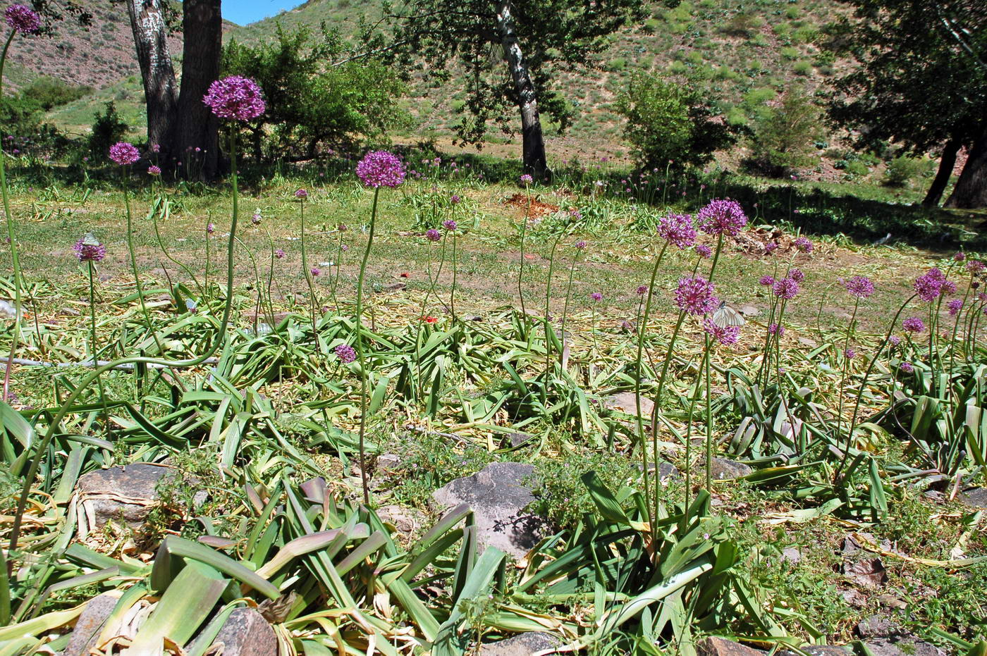 Image of Allium severtzovioides specimen.