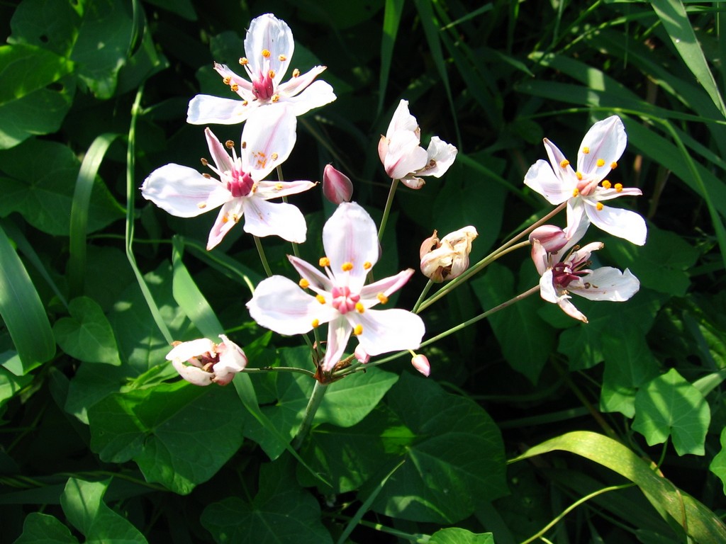 Изображение особи Butomus umbellatus.