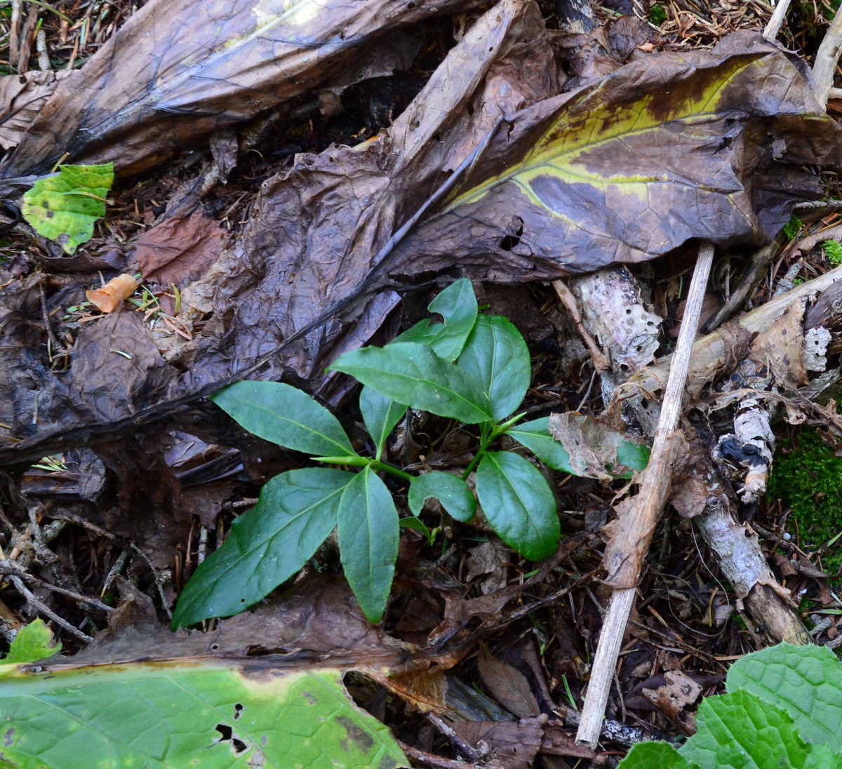 Image of genus Euonymus specimen.