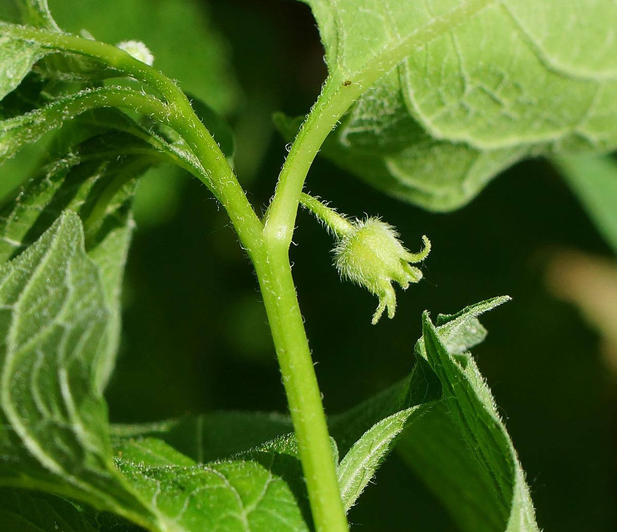 Изображение особи Alkekengi officinarum.