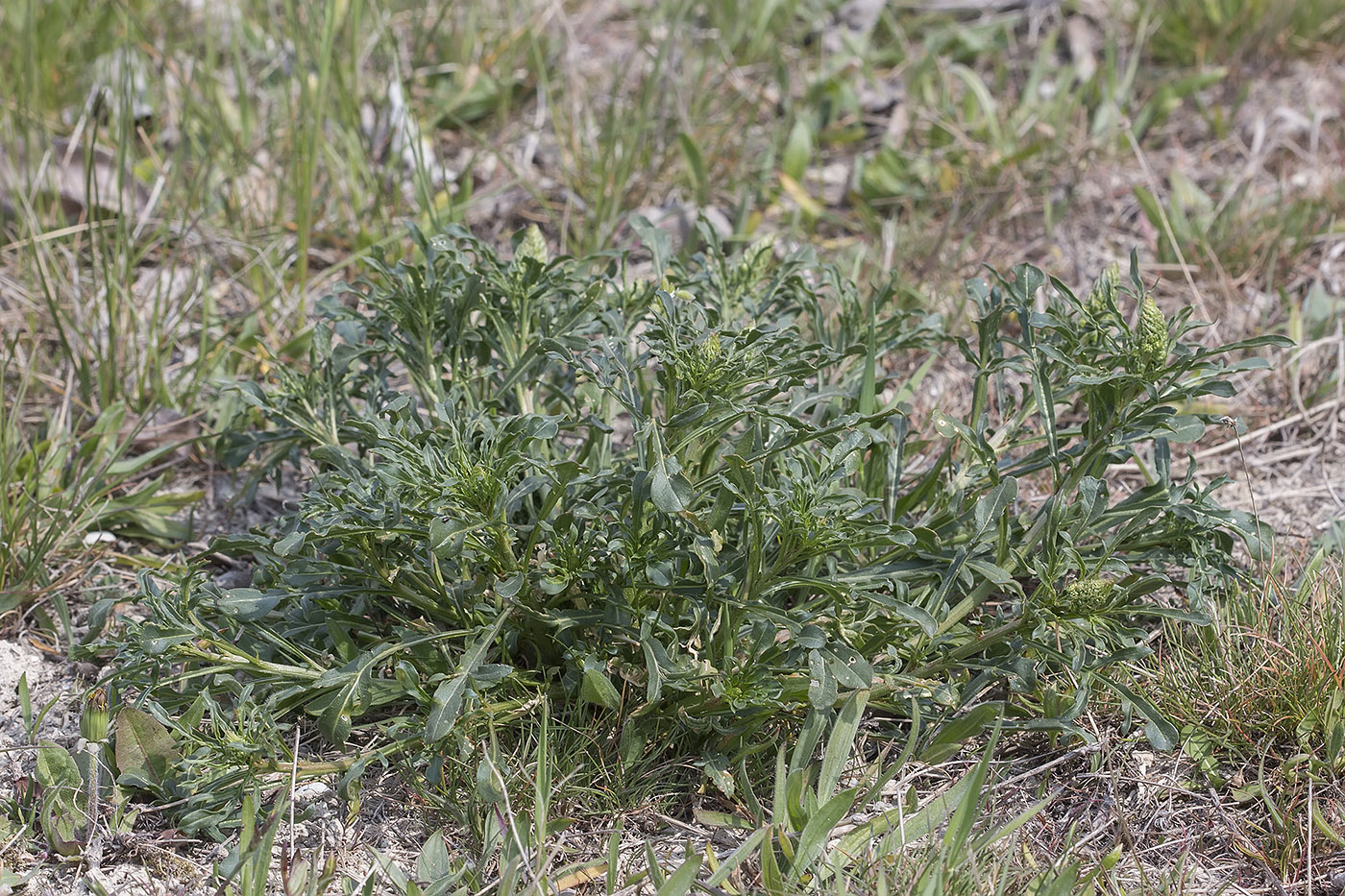 Image of Reseda lutea specimen.