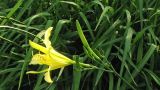 Hemerocallis citrina. Верхушка соцветия с цветком и бутонами. Испания, Канарские о-ва, Тенерифе, ботанический сад в Пуэрто-де-ла-Крус, в культуре. 6 марта 2008 г.