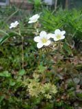 Saxifraga &times; arendsii