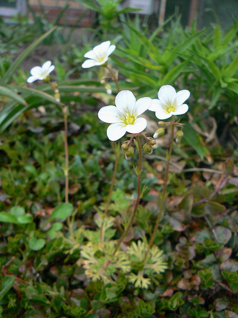 Изображение особи Saxifraga &times; arendsii.