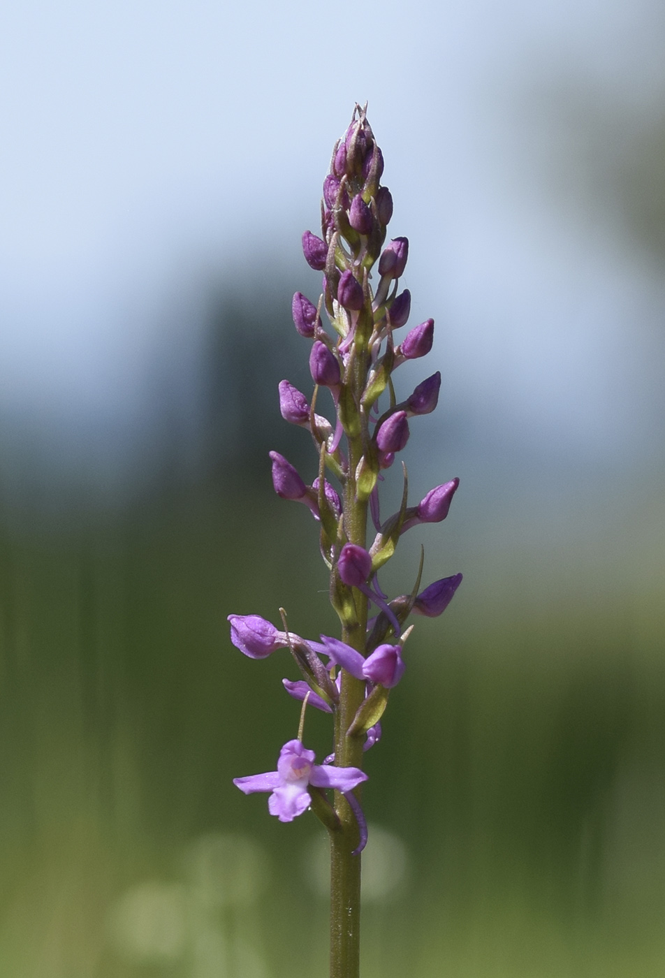 Image of Gymnadenia conopsea specimen.