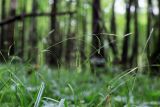 Carex sylvatica