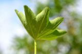 Alchemilla subcrenata