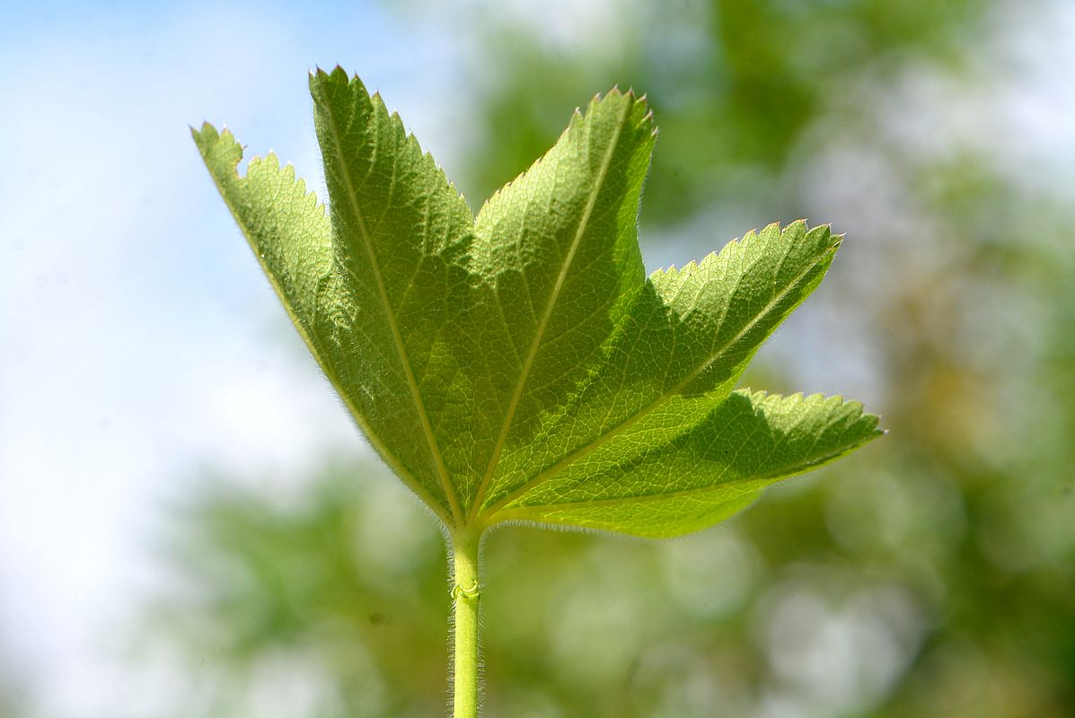 Изображение особи Alchemilla subcrenata.
