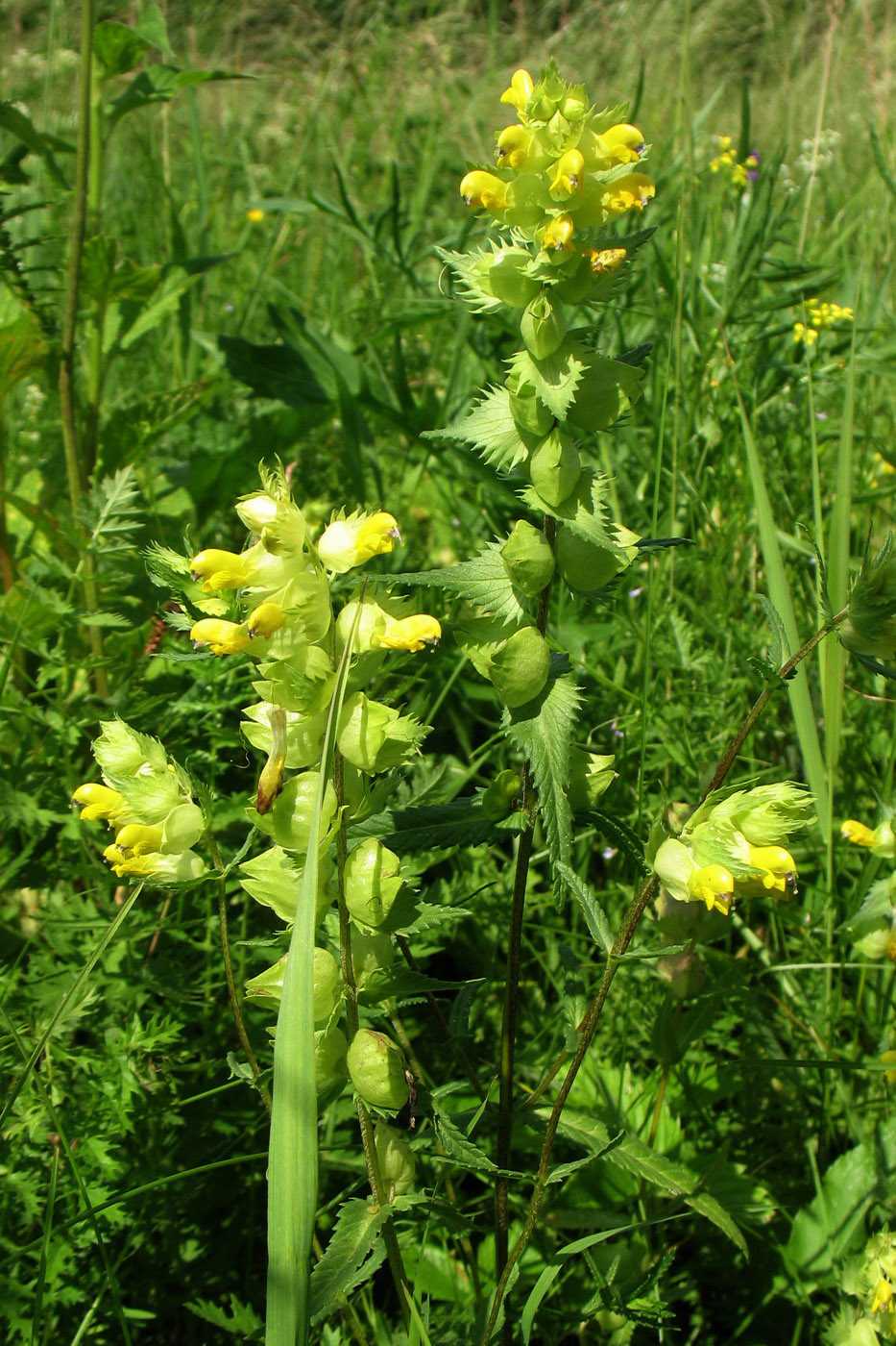 Изображение особи Rhinanthus serotinus.