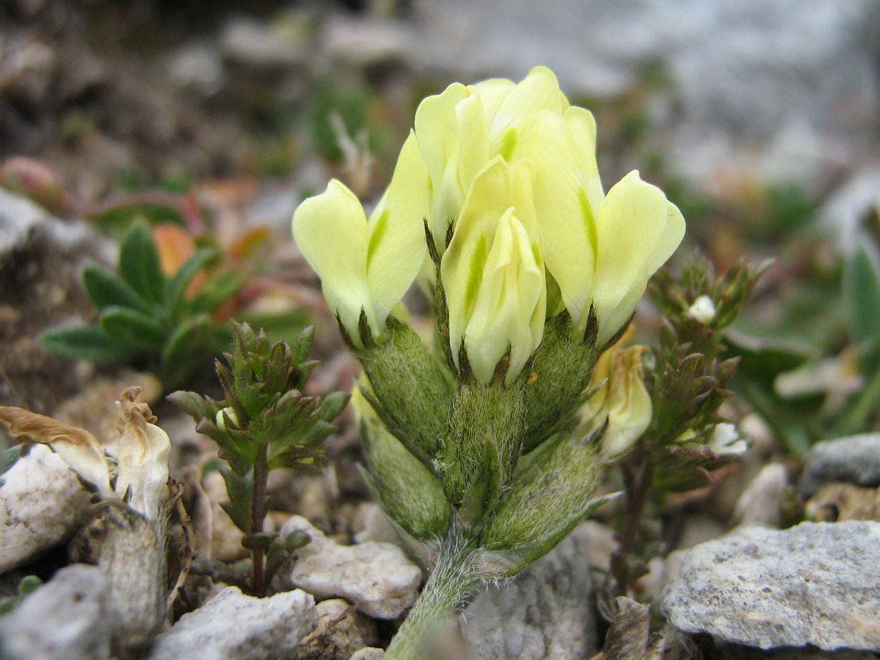 Изображение особи Oxytropis campestris.