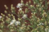 Centaurea diffusa