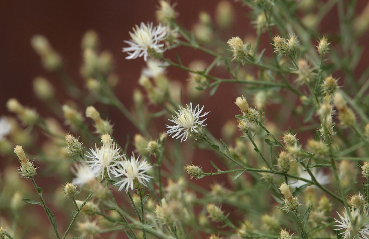 Image of Centaurea diffusa specimen.