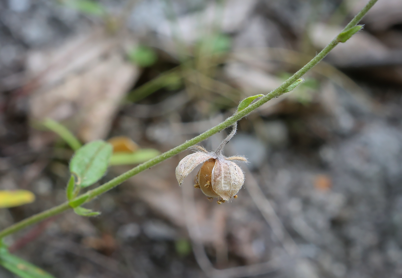 Image of Helianthemum nummularium specimen.