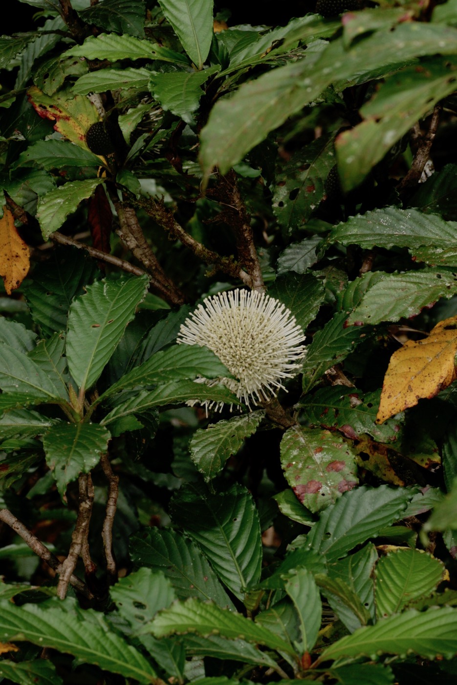 Image of Myrmeconauclea strigosa specimen.