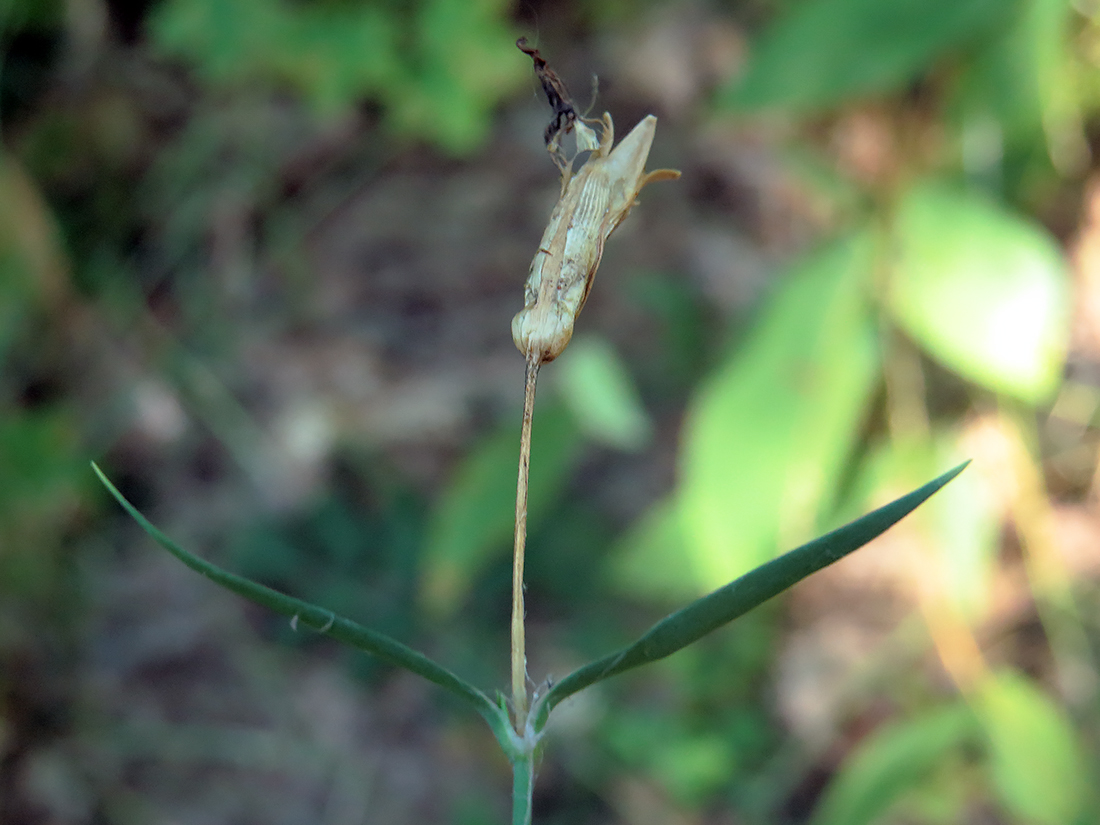 Image of Dianthus fischeri specimen.