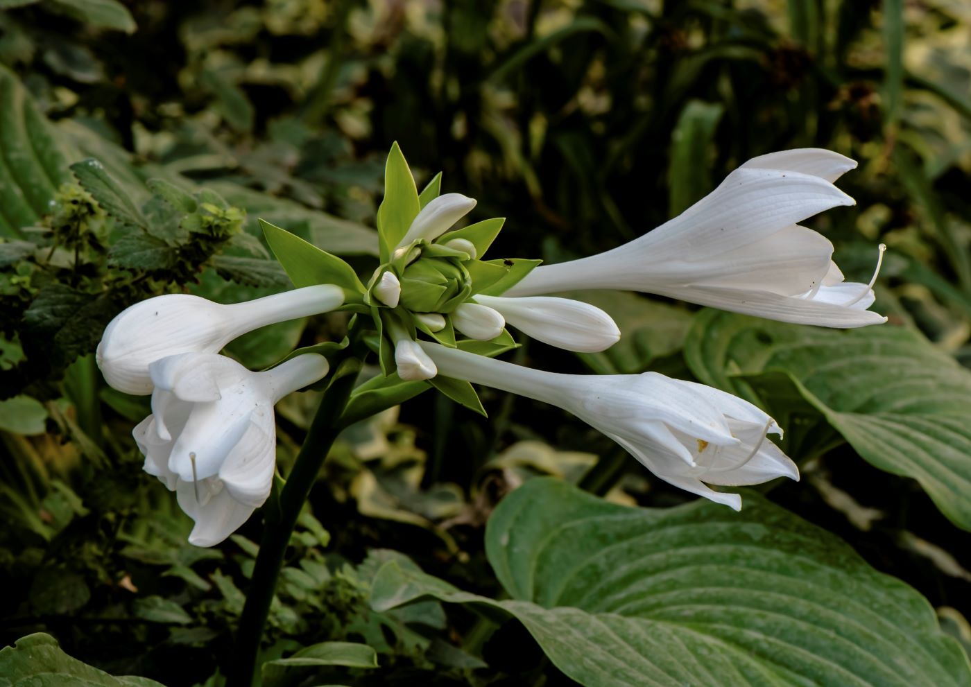 Изображение особи Hosta plantaginea.