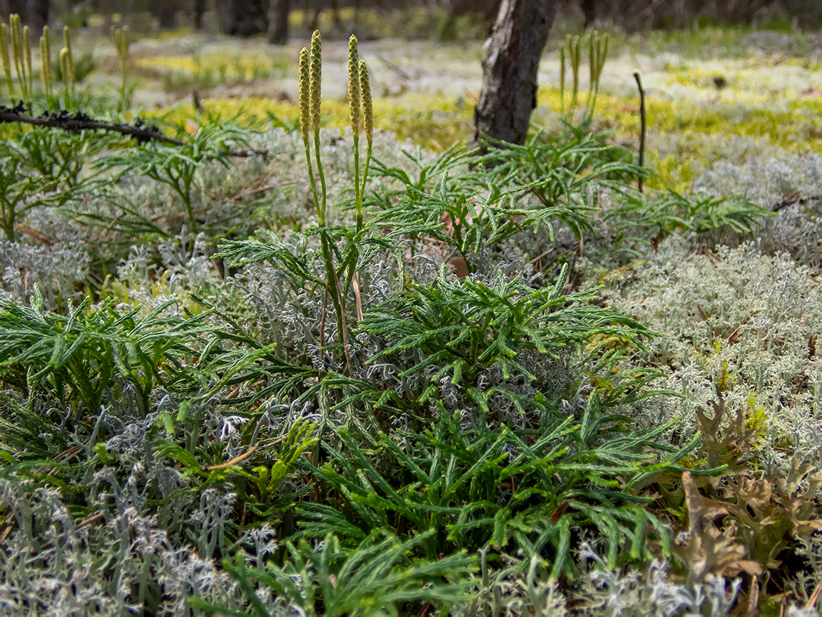 Изображение особи Diphasiastrum complanatum.