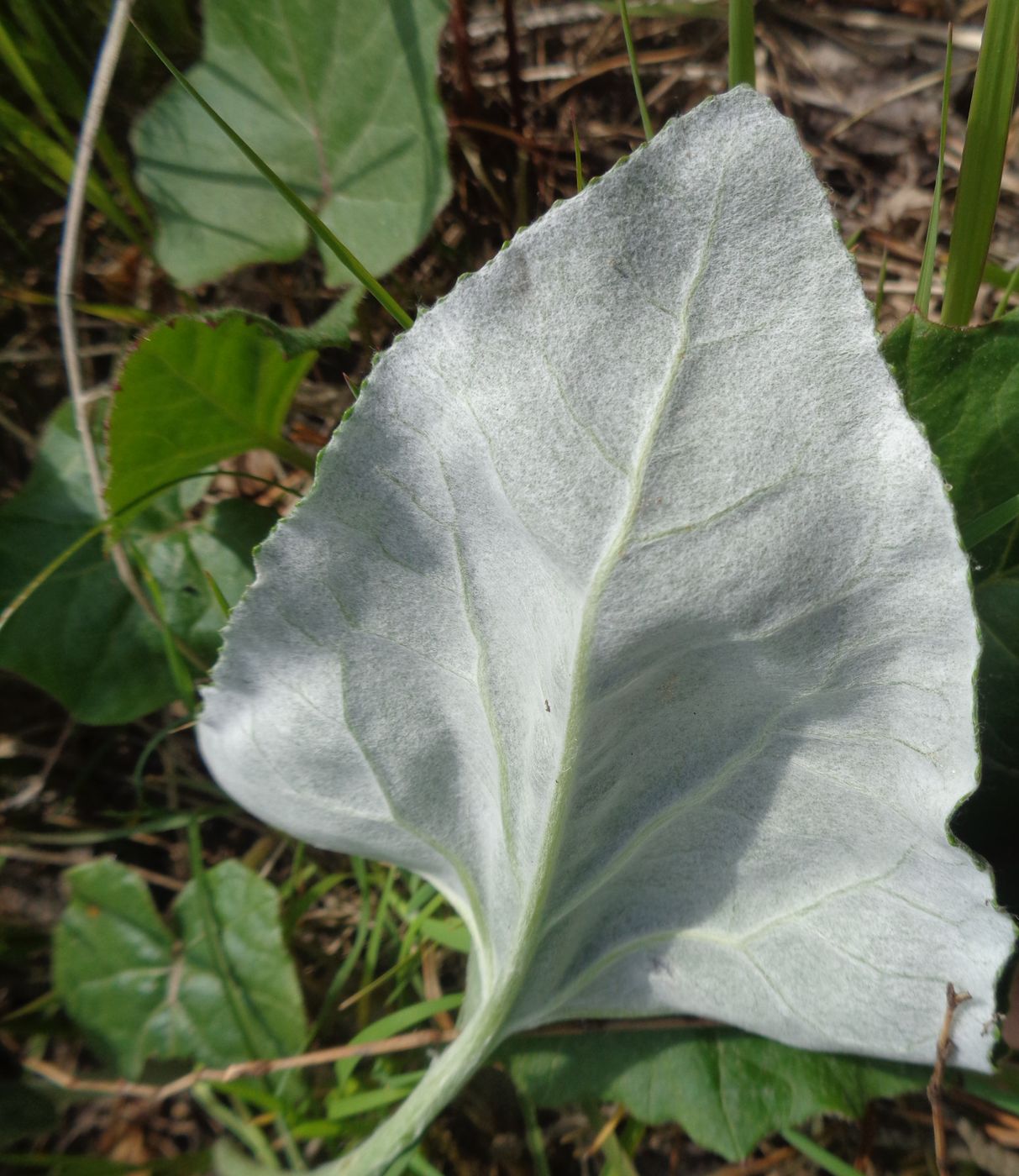 Image of Petasites spurius specimen.