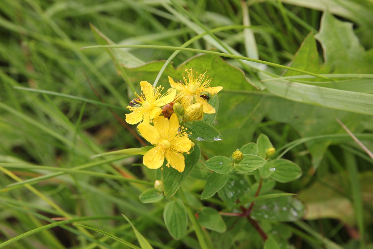 Image of Hypericum maculatum specimen.