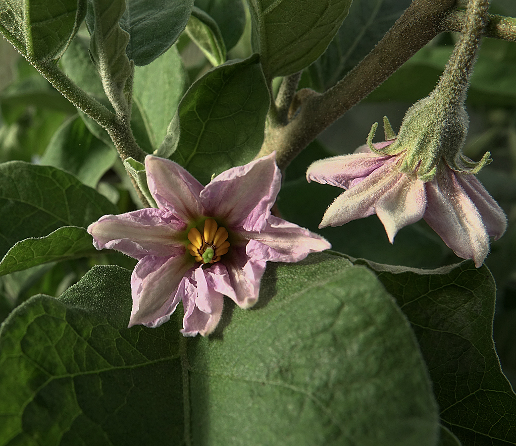 Image of Solanum melongena specimen.