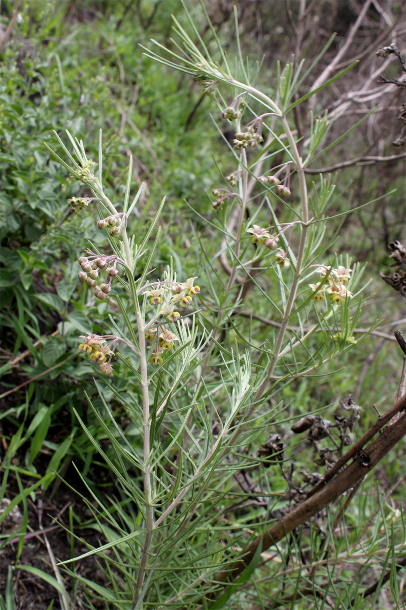 Image of Gomphocarpus fruticosus specimen.