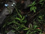 Myosotis palustris. Верхушка цветущего растения с завязавшимися плодами. Республика Алтай, Чемальский р-н, берег ручья в горях на высоте около 800 м н.у.м. 14.09.2010.