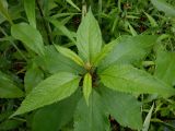 Eupatorium purpureum. Верхушка побега с бутонами. Тверская обл., Весьегонск, в культуре (происхождение: берег р. Молога около плотомойки). 8 июля 2020 г.