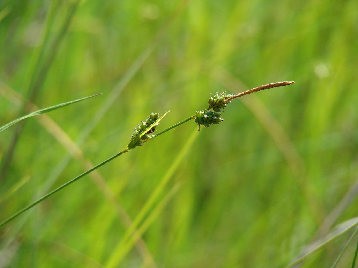 Изображение особи Carex globularis.