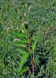 Persicaria lapathifolia. Цветущая ветвь. Астраханская обл., Лиманский р-н, окр. с. Воскресеновка, берег ерика Семёновский банк, у воды. 20.08.2020.