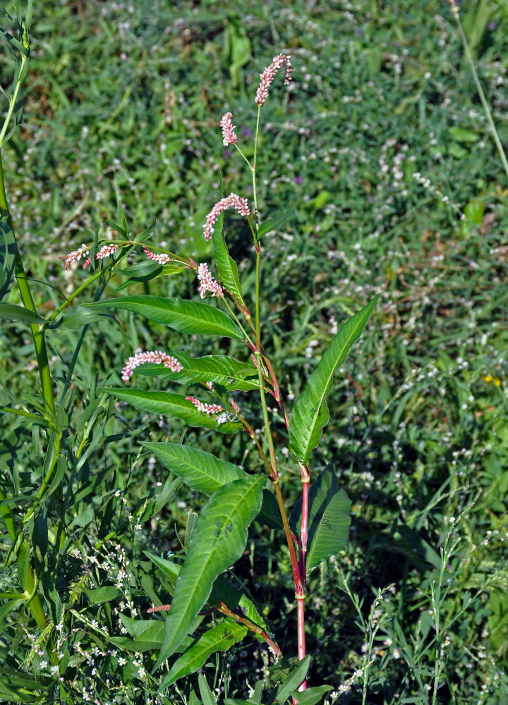 Изображение особи Persicaria lapathifolia.