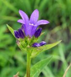 Campanula glomerata