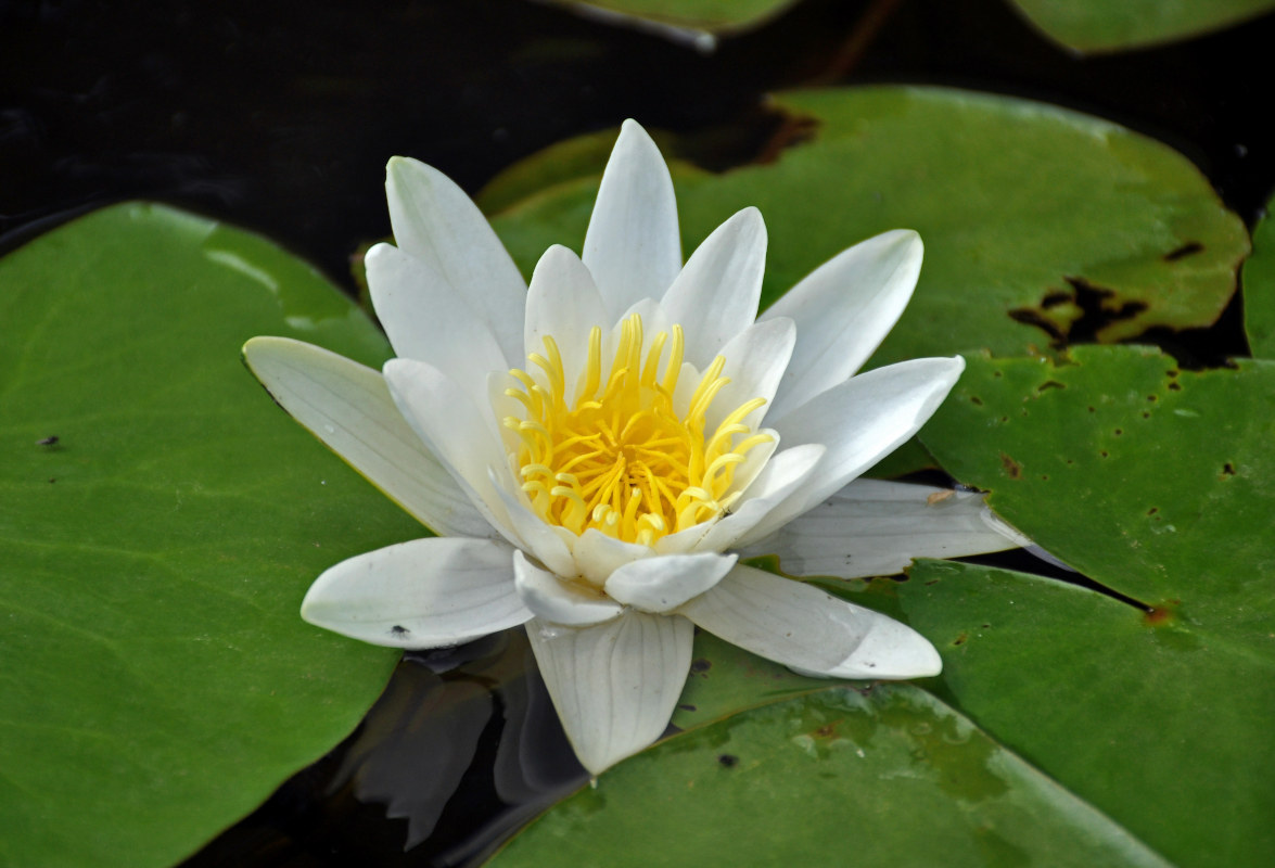 Изображение особи Nymphaea candida.