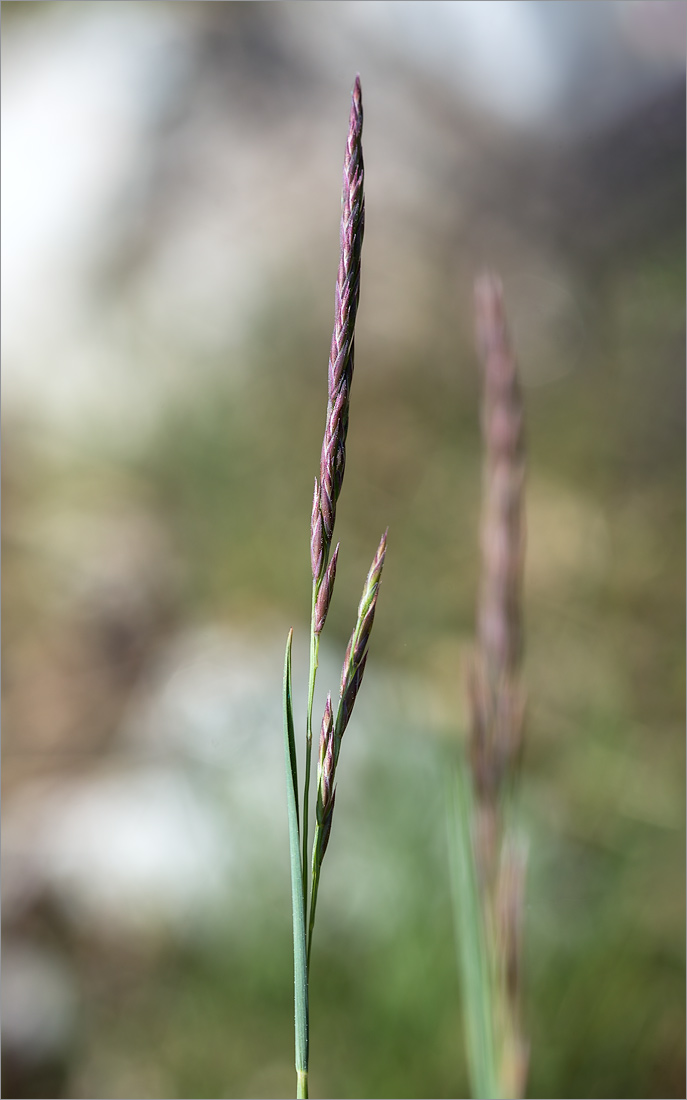 Изображение особи Festuca rubra.