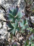 Aquilegia tuvinica