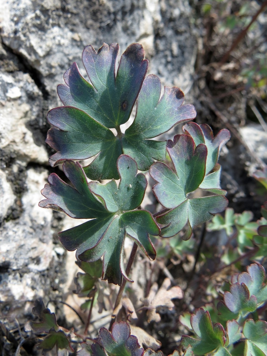 Image of Aquilegia tuvinica specimen.