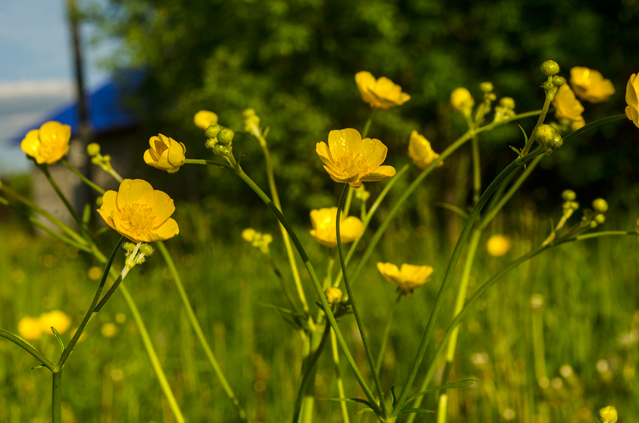 Image of Ranunculus polyanthemos specimen.